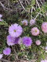 Melaleuca gibbosa