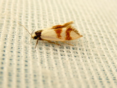 Antipterna trilicella
