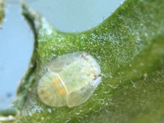 Bactericera cockerelli