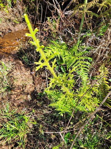 staghorn clubmoss