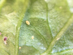 Bactericera cockerelli