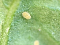 Bactericera cockerelli