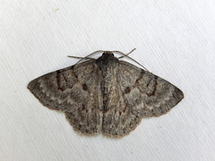 Crypsiphona