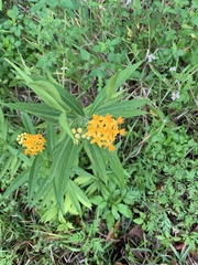 Asclepias curassavica image