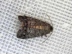 Dysbatus singularis