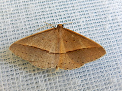 Epidesmia chilonaria