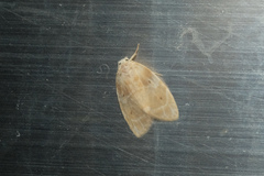 Schistophleps bipuncta