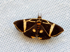 Fodina ostorius