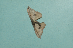Hyposidra infixaria