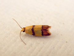 Heteroteucha distephana