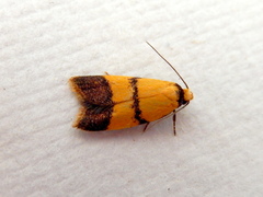Heteroteucha translatella