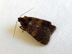 Hydrillodes funestalis