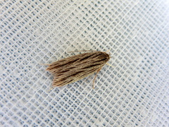Leistarcha scitissimella