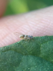 Bactericera cockerelli
