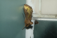 Thysanoplusia orichalcea