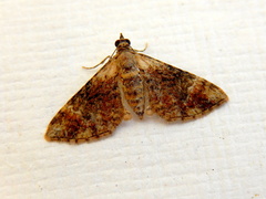 Mnesiloba eupitheciata