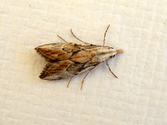 Nola paroxynta