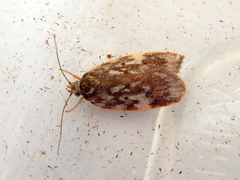 Oligoloba severa