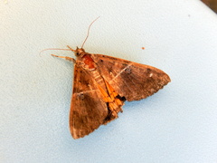 Oxyodes tricolor