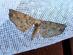 Parepisparis excusata