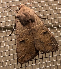 Cissusa indiscreta