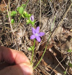 Triodanis perfoliata