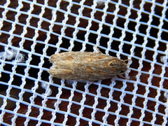 Phylomictis sarcinopa
