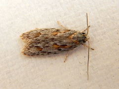 Phylomictis sarcinopa