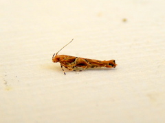 Pyroderces terminella