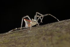 Thwaitesia margaritifera