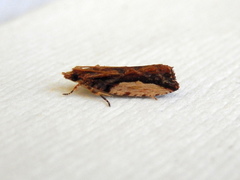 Statherotis euryphaea