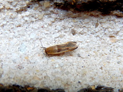 Stathmopoda megathyma