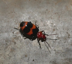 Lebia bitaeniata