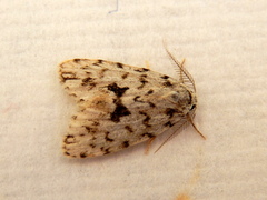 Thallarcha macilenta