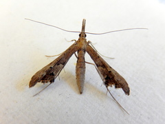Tineodes adactylalis
