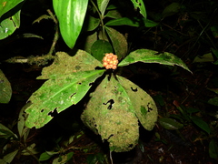 Rudgea bremekampiana