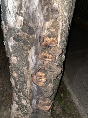 Coriolopsis hostmannii