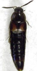 Aleochara puberula