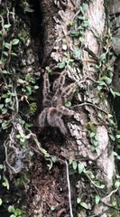 Lasiodora subcanens