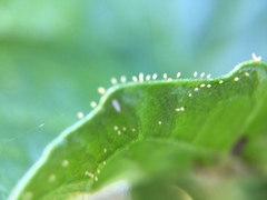 Bactericera cockerelli
