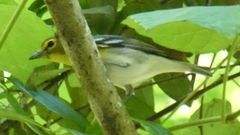 Vireo flavifrons image