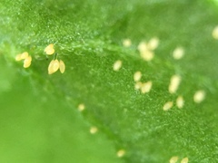 Bactericera cockerelli