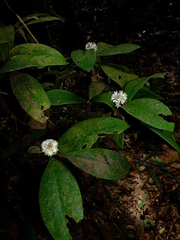 Rudgea bremekampiana