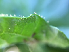 Bactericera cockerelli