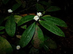 Rudgea bremekampiana