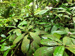 Rudgea bremekampiana