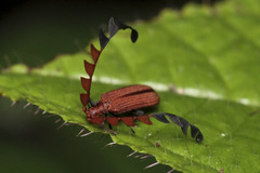 Atelius expansicornis