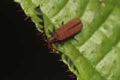 Atelius expansicornis