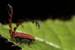 Atelius expansicornis