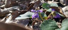 Viola villosa